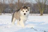 ALASKAN MALAMUTE 294